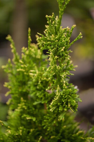 Thuja plicata Aurescens mB 80- 100 cm