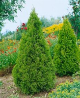 Thuja plicata Aurescens mB 80- 100 cm