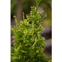 Thuja plicata Aurescens mb 150-175 cm kräftig