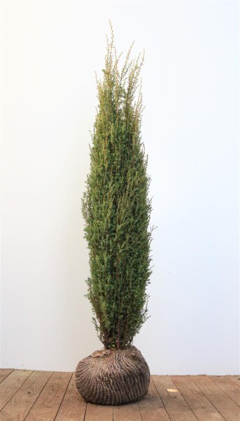 Thuja plicata Aurescens mb 175- 200 cm sehr kräftig