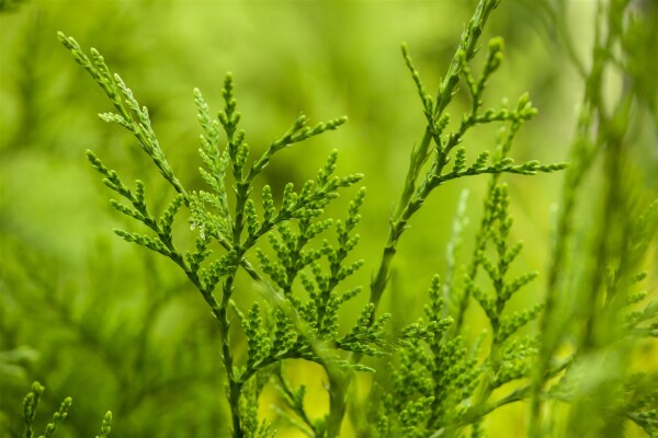 Thuja plicata Excelsa 3xv 125- 150 cm cm kräftig