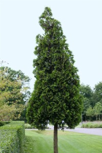 Thuja plicata Excelsa 3xv 125- 150 cm cm kräftig