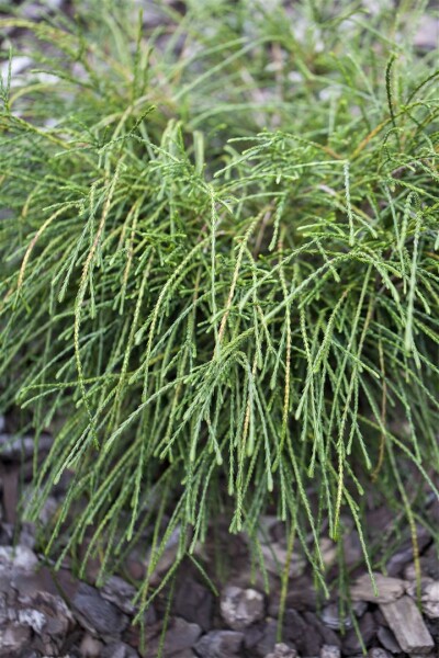 Thuja plicata Whipcord mehrjährig Stammhöhe 40 cm + Krone