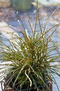 Thuja plicata Whipcord mehrjährig Stammhöhe 40 cm + Krone