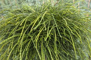 Thuja plicata Whipcord mehrjährig Stammhöhe 40 cm + Krone