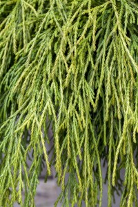 Thuja plicata Whipcord mehrjährig Stammhöhe 40 cm + Krone