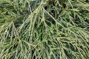 Thuja plicata Whipcord mehrjährig Stammhöhe 40 cm + Krone