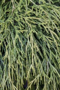 Thuja plicata Whipcord mehrjährig Stammhöhe 40 cm + Krone