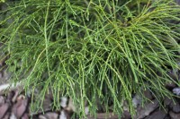 Thuja plicata Whipcord mehrjährig Stammhöhe 40 cm + Krone