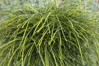 Thuja plicata Whipcord mehrjährig Stammhöhe 40 cm + Krone