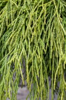 Thuja plicata Whipcord mehrjährig Stammhöhe 40 cm + Krone