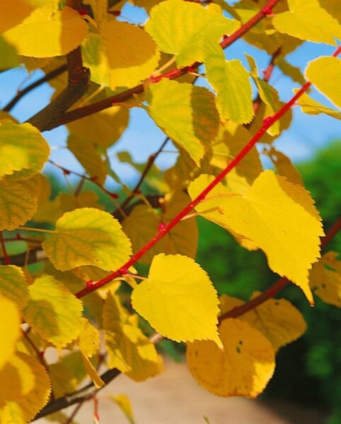 Tilia cordata Winter Orange Stammhöhe 80 cm + Krone