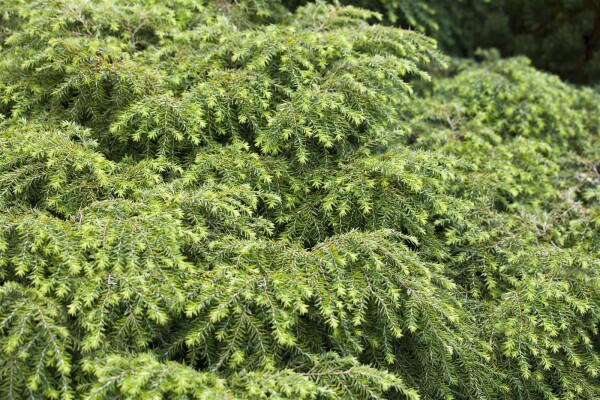 Tsuga canadensis Nana 15-20 cm