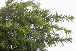 Tsuga canadensis Nana 15-20 cm