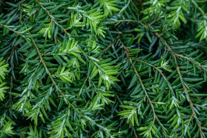 Tsuga canadensis Nana 15-20 cm