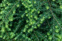 Tsuga canadensis Nana 15-20 cm