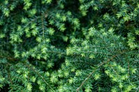 Tsuga canadensis Nana 15-20 cm