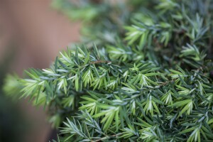 Tsuga canadensis Nana mB 25- 30 cm