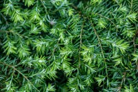 Tsuga canadensis Nana mB 25- 30 cm