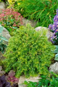 Tsuga canadensis Nana 30- 40 cm