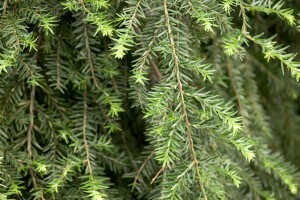 Tsuga canadensis Pendula 40- 60 cm