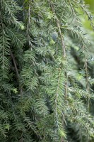 Tsuga canadensis Pendula 40- 60 cm