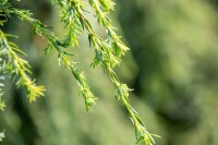 Tsuga canadensis Pendula 40- 60 cm