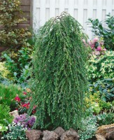 Tsuga canadensis Pendula 40- 60 cm