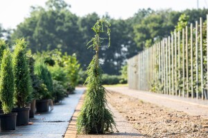 Tsuga canadensis Pendula 3xv mB 60- 80 cm