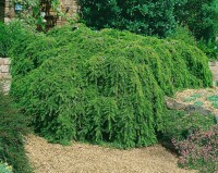 Tsuga canadensis Pendula 3xv mB 60- 80 cm