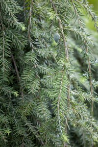 Tsuga canadensis Pendula 3xv mb 100-125 cm kräftig