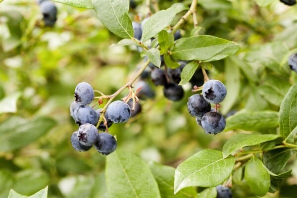 Vaccinium corymbosum Berkeley 30- 40 cm