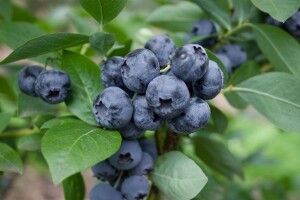 Vaccinium corymbosum Sierra 30- 40 cm