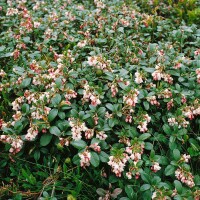 Vaccinium vitis-idaea P0,5