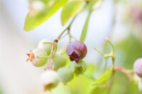 Vaccinium vitis-idaea P0,5