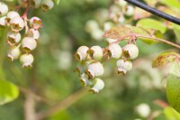 Vaccinium vitis-idaea P0,5