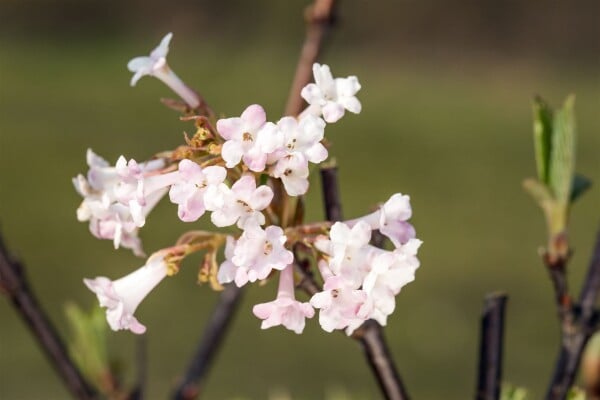 Viburnum bodnantense Charles Lamont 3xv mb 100-125 cm kräftig