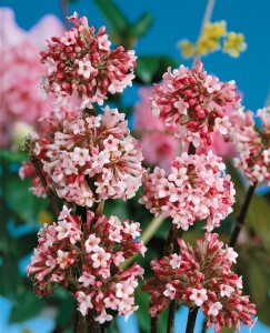 Viburnum bodnantense Charles Lamont 3xv mb 100-125 cm kräftig