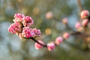 Viburnum bodnantense Charles Lamont 3xv mb 100-125 cm kräftig