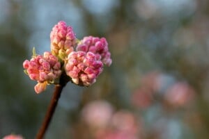 Viburnum bodnantense Charles Lamont 3xv mb 100-125 cm kräftig