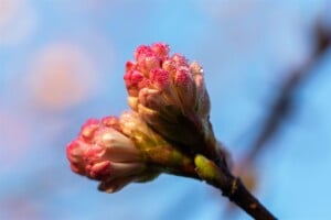 Viburnum bodnantense Charles Lamont 3xv mb 100-125 cm kräftig