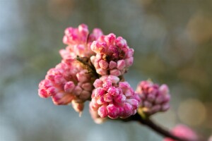 Viburnum bodnantense Charles Lamont 3xv mb 100-125 cm kräftig