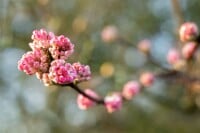 Viburnum bodnantense Charles Lamont 3xv mb 100-125 cm kräftig