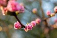 Viburnum bodnantense Charles Lamont 3xv mb 100-125 cm kräftig