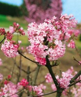 Viburnum bodnantense Charles Lamont 3xv mb 100-125 cm kräftig