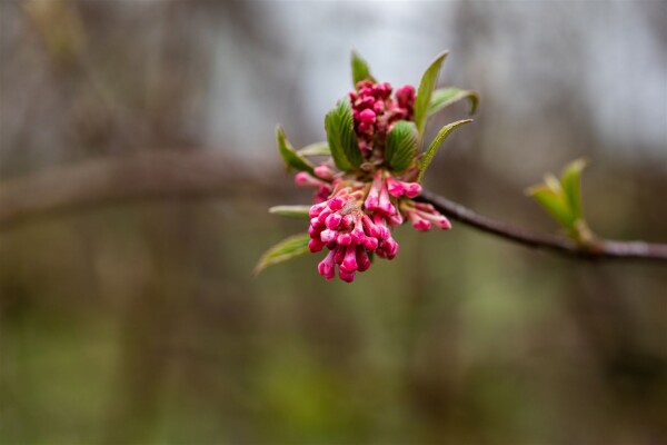 Viburnum bodnantense Dawn mB 80- 100 cm