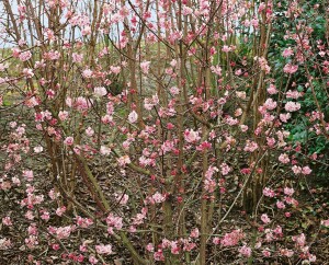 Viburnum bodnantense Dawn mB 80- 100 cm