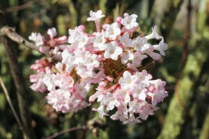 Viburnum bodnantense Dawn kräftig 3xv mb 100-125 cm kräftig