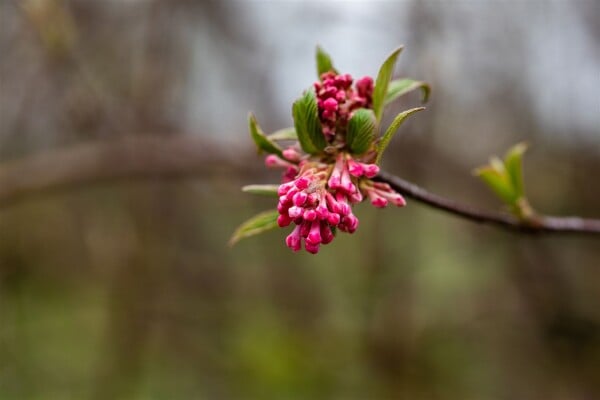 Viburnum bodnantense Dawn kräftig 3xv 125- 150 cm cm kräftig