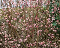 Viburnum bodnantense Dawn kräftig 3xv 125- 150 cm cm kräftig